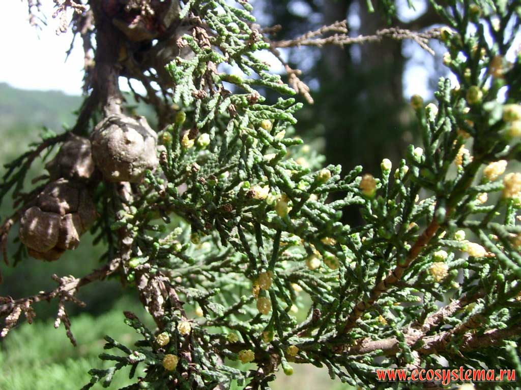 Cypress tree (Cupressus sp., Cupressaceae Family) branches and cones. Tenerife Island, Canary Archipelago