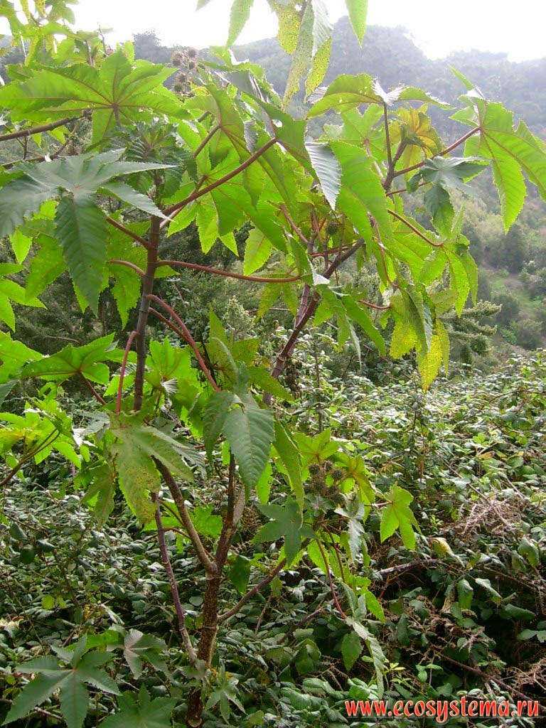 Клещевина обыкновенная (Ricinus communis)
(семейство Молочайные — Euphorbiaceae).
Опушка влажного вечнозеленого тропического леса на полуострове Анага