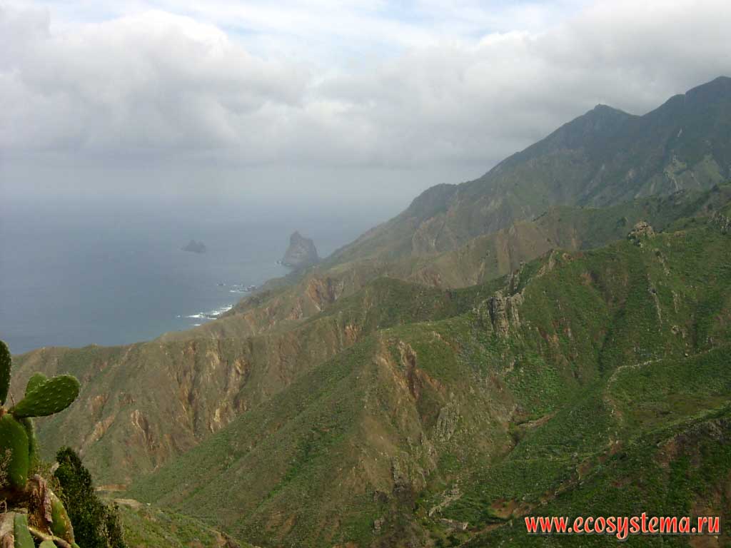 Humid rainwater slopes of the Anaga peninsula northern coast.
Tenerife Island northern coast, Canary Archipelago