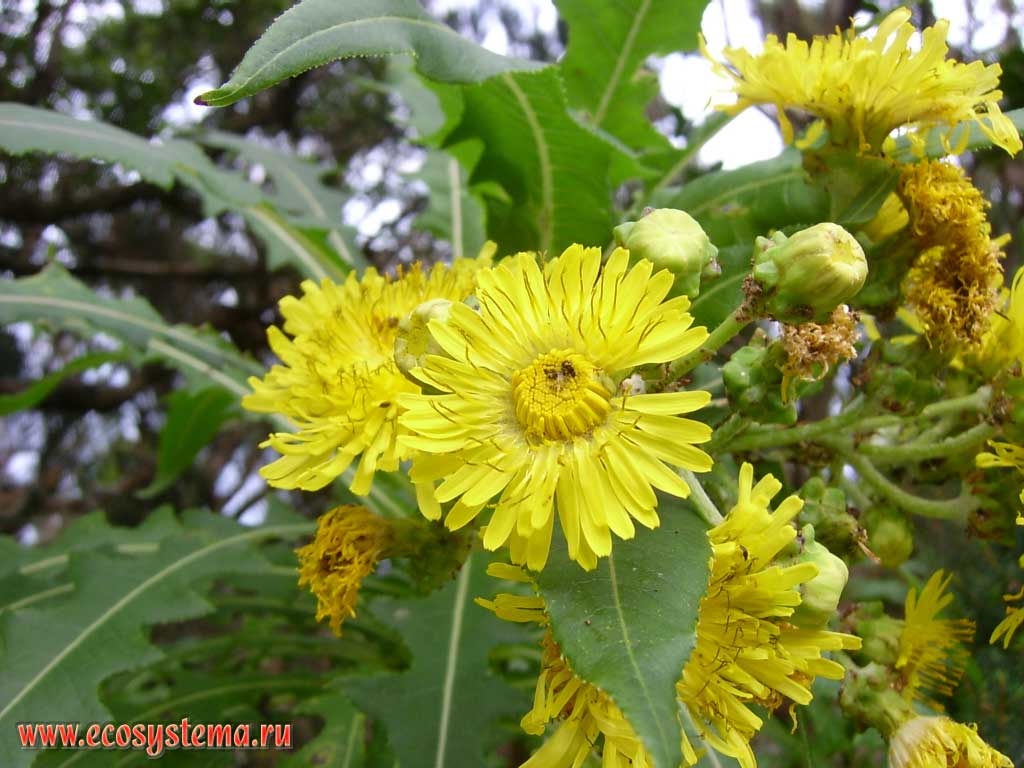 Цветки осота густого (Sonchus congestus)(семейство Сложноцветные — Asteraceae)