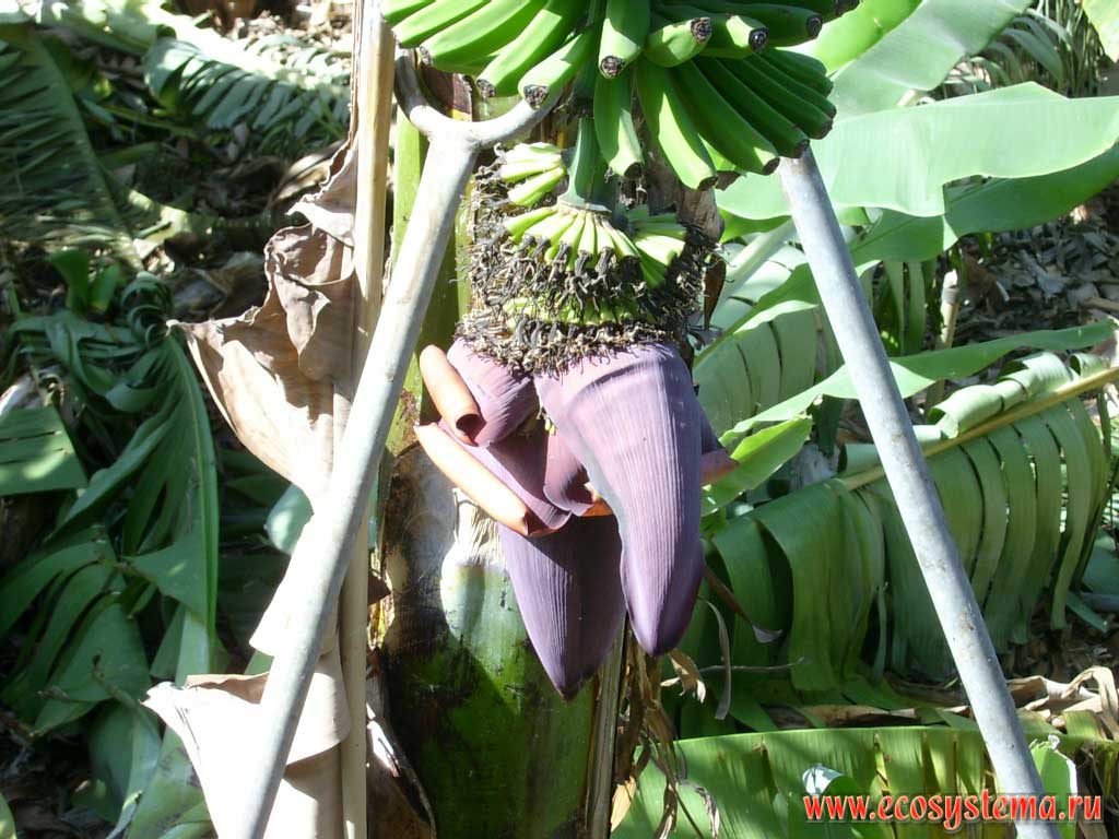 Cultivated Banana (Musa Genus) flower (bud). Tenerife Island, Canary Archipelago