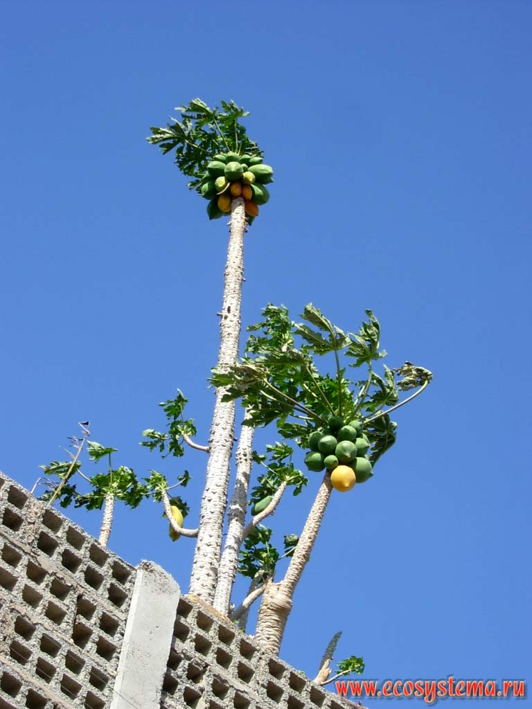 Papaya, or papaw, or fruta bomba, or lechosa, or melon tree (Carica papaya) (Caricaceae Family) with fruits.
Tenerife Island, Canary Archipelago