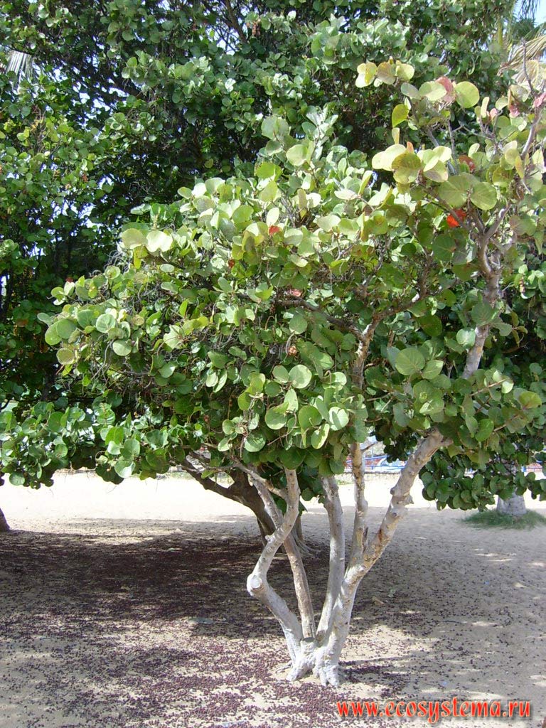 Кокколоба ягодоносная, или прибрежная, или приморский виноград,
или американский морской виноград (Coccoloba uvifera)
(семейство Гречишные — Polygonaceae) на краю песчаного пляжа