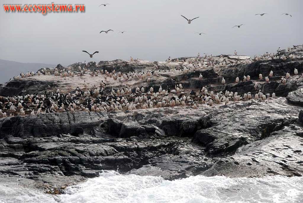 The sea-bird colony with the Antarctic Cormorant, or Shag (Phalacrocorax bransfieldensis) (Phalacrocoracidae Family) predominance on the small island in the Beagle Channel.
The Land of Fire (Tierra del Fuego) south extremity, Argentina, South America