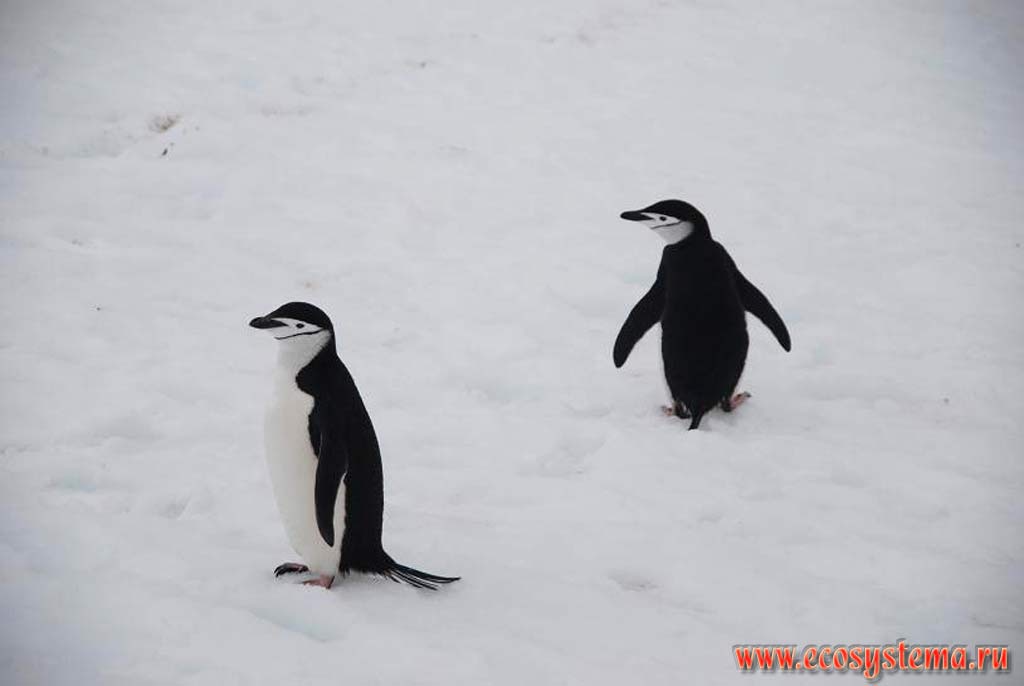 Антарктические пингвины (Pygoscelis antarctica)
(семейство Пингвиновые - Spheniscidae).
Остров Халф Мун, Южные Шетландские острова