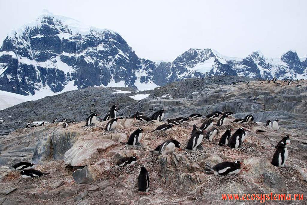 The Gentoo Penguins (Pygoscelis papua) colony on the Cuverville Island.
South Shetland Islands, Weddell Sea, Antarctic peninsula, West Antarctic