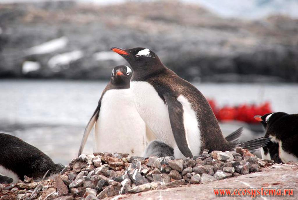 The Gentoo Penguins (Pygoscelis papua) (Spheniscidae Family).
Winkie Island near Port Lokroy, Antarctic peninsula, West Antarctic