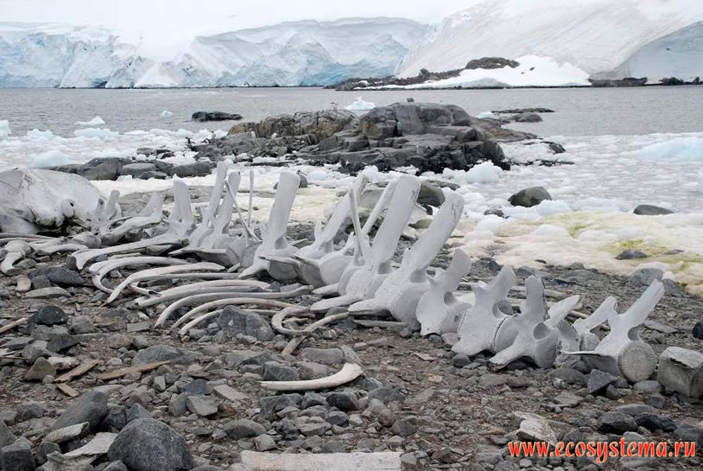 The whale skeleton Winkie Island (near Port Lokroy). Antarctic peninsula, West Antarctic