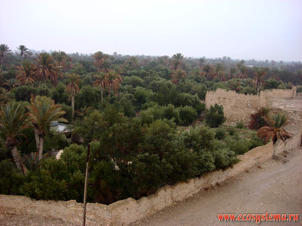 Оазис в Сирийской пустыне (финиковые пальмы) в Пальмире. Азиатское Средиземноморье, или Левант, Центральная Сирия