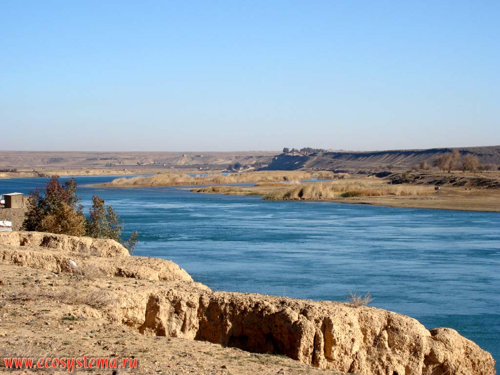 Euphrates river with reeds in the flood plain (Euphrates middle current, Deir ez Zor area. North-West, or Upper Mesopotamia, Eastern Syria
