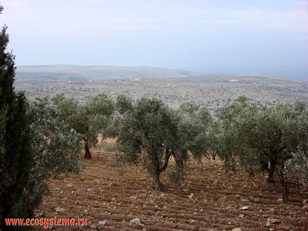 Сельскохозяйственный ландшафт с оливковыми деревьями на переднем плане.
Азиатское Средиземноморье, или Левант, Алеппо (Халеб), Северная Сирия