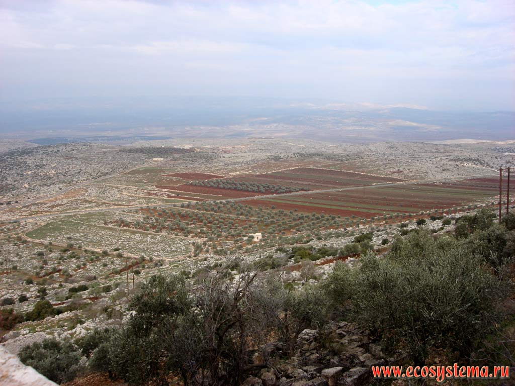 Agricultural landscape with olive gardens. Asian Mediterranean (Levant), Aleppo (Halab) area, Northern Syria