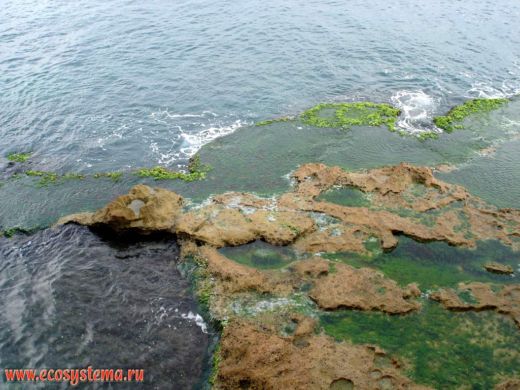 Абразионный берег Средиземного моря, покрытый водорослями в литоральной зоне. Азиатское Средиземноморье, или Левант, Израиль