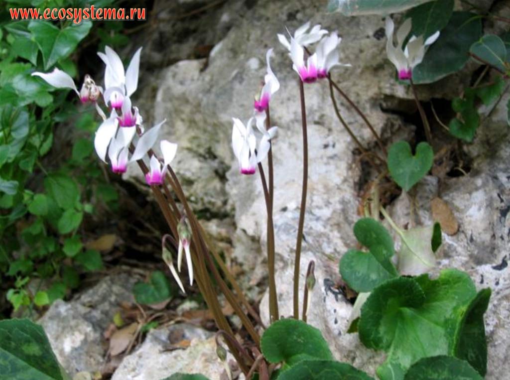 Цикламен персидский, или альпийская фиалка (Cyclamen persicum)
