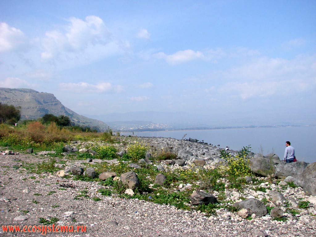Rocky shore of the Lake Kinneret or Lake Tiberias. Asian Mediterranean (Levant), Israel