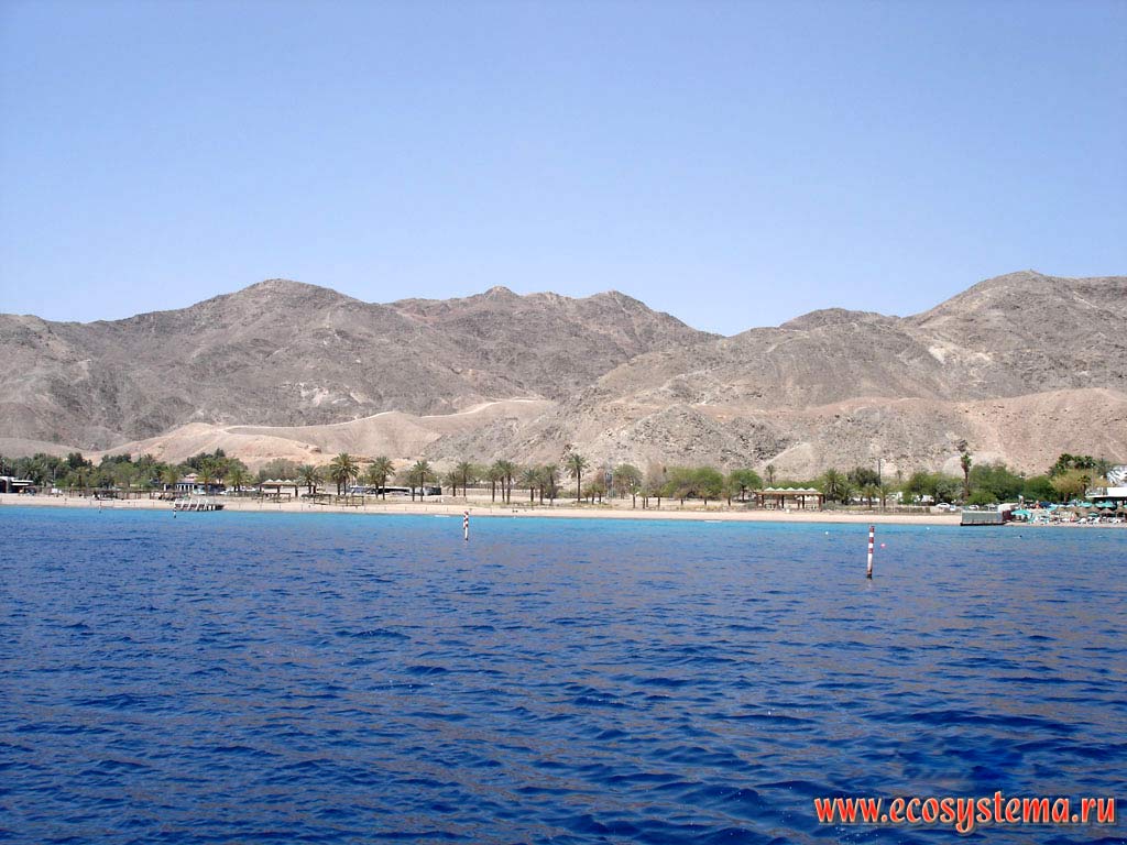The Red Sea coast with sandy beach and Date palms on the bank. South-West Asia, Arabian Peninsula, Eilat, Israel