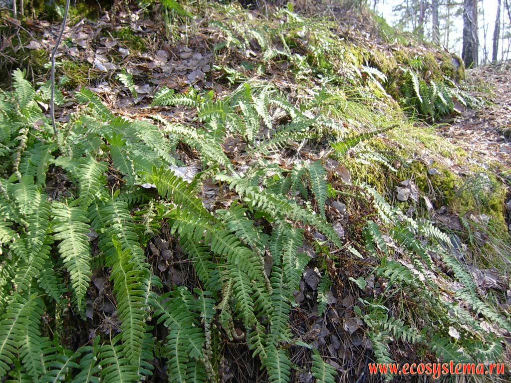 Common Polypody (Polypodium vulgare) - rock and epiphytic fern.
Mixed pine-birch forest in the Altai (Altay) mountains near Gorno-Altaysk town. Aja natural park, 600 meters above sea level, Gorno-Altai (Altay) Republic