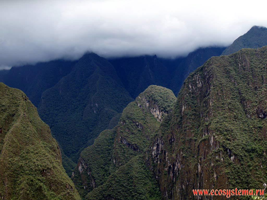 Крутые склоны горной цепи Восточных Кордильер, покрытые кустарниковыми зарослями.
Высота около 2500 м над уровнем моря. Горная система Центральных Анд, или Сьерра, окрестности Мачу-Пикчу, департамент Куско, Перу