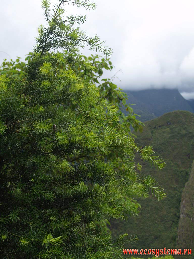 Можжевельник (Juniper sp.) на склонах горной цепи Восточных Кордильер. Высота около 2500 м над уровнем моря.
Горная система Центральных Анд, или Сьерра, окрестности Мачу-Пикчу, департамент Куско, Перу