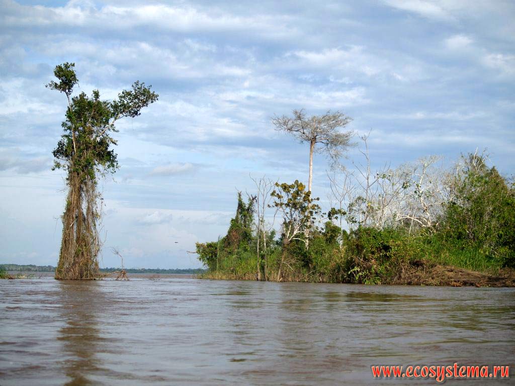 The Ucayali river - is the right branch (tributary) and one of two sources of the Amazon River.
The Amazonian tropical forest zone between the Central Andes foothills and Amazonian Lowland - the La Montanya region.
Near the city of Pucallpa, the Department of Ucayali, Eastern Peru near Brazil border