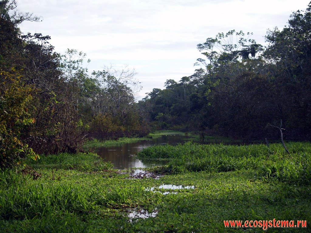 Зарастающий высшей водной растительностью (макрофитами) участок реки Укаяли - правого притока (одного из двух истоков) Амазонки.
Зона тропических лесов на западной окраине Амазонской низменности.
Ла-Монтанья - переходная зона между Амазонской низменностью и Восточной Кордильерой Центральных Анд.
Недалеко от Пукальпы, департамент Укаяли, восток Перу, на границе с Бразилией