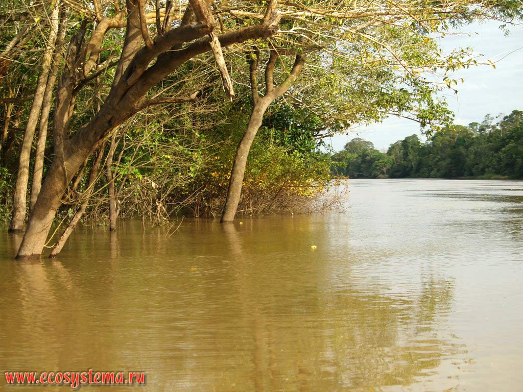The Ucayali river during the rainy season (in summer flood).
The tropical forest zone (selva) between the Central Andes foothills and Amazonian Lowland - the La Montanya region.
Near the city of Pucallpa, the Department of Ucayali, Eastern Peru near Brazil border