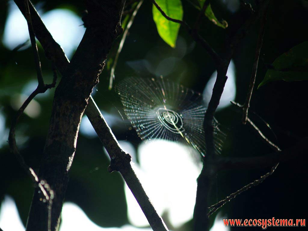 The spider's web (cobweb) in the tropical forest.
The tropical forest zone (selva) between the Central Andes foothills and Amazonian Lowland - the La Montanya region.
The Ucayali river valley (Amazon river basin), near the city of Pucallpa, the Department of Ucayali, Eastern Peru near Brazil border