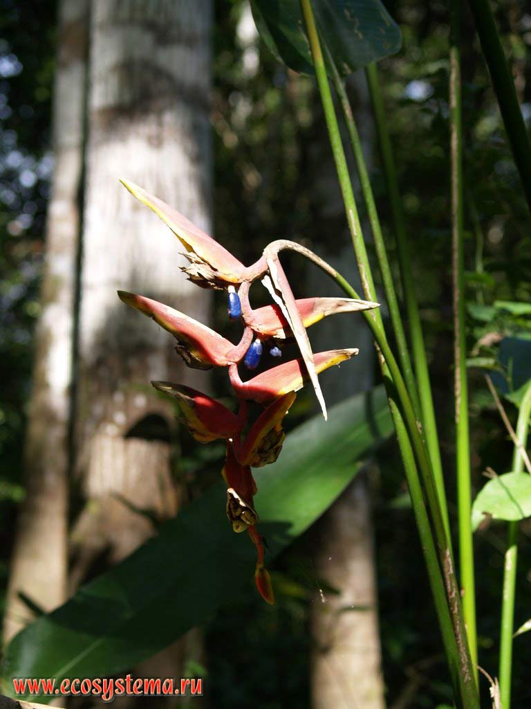 The lobster-claws, or wild plantains or false bird-of-paradise flower
(Heliconia marginata - Heliconiaceae Family, Zingiberales Order) in the tropical forest.
The tropical forest zone (selva) between the Central Andes foothills and Amazonian Lowland - the La Montanya region.
The Ucayali river valley (Amazon river basin), near the city of Pucallpa, the Department of Ucayali, Eastern Peru near Brazil border