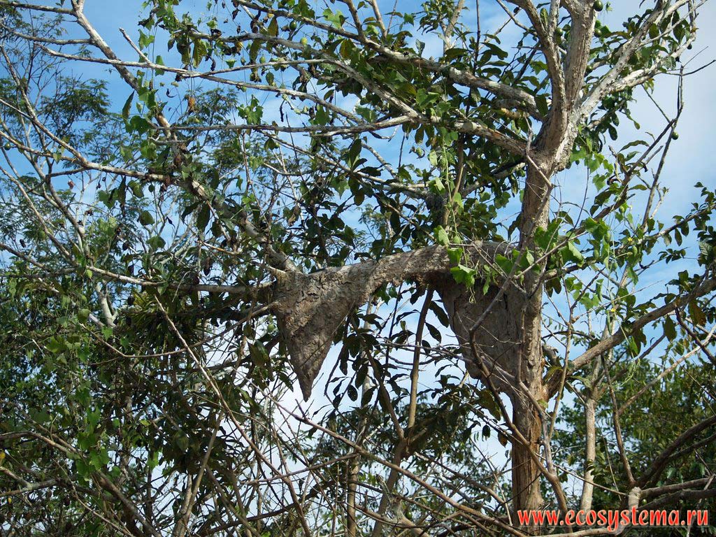 Гнездо термитов на дереве в тропическом лесу (сельве, или гилейном лесу).
Западная окраина Амазонской низменности (бассейн реки Амазонки), предгорья Восточной Кордильеры.
Ла-Монтанья, недалеко от Пукальпы, департамент Укаяли, восточная область Перу, на границе с Бразилией