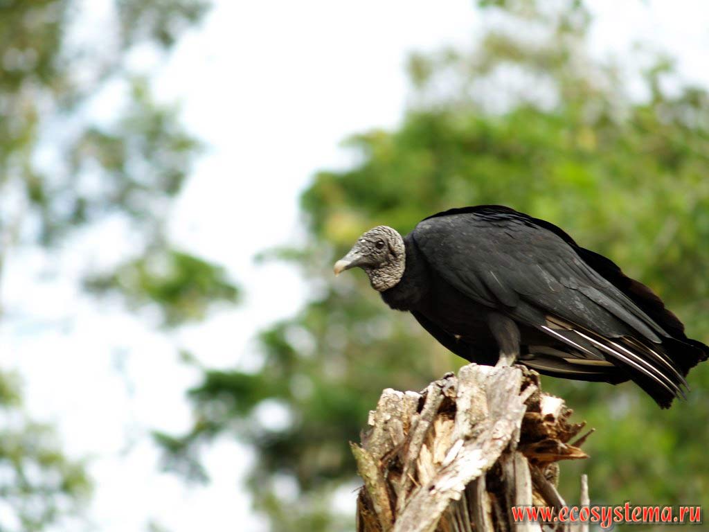 The young Turkey Vulture (Cathartes aura) on the bank of Yarinacocha Lake. The western region of the Amazonian Lowland in the Central Andes foothills.
Not far from the city of Pucallpa, the Department of Ucayali, Eastern Peru near Brazil border