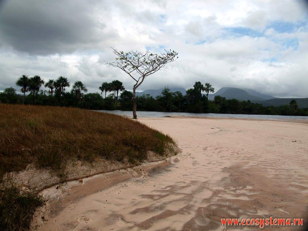 Пойма реки Каррао с песчаными отмелями - пляжами ниже водопадов. Вдали - столовые горы - останцы.
Национальный парк Канайма, зона влажных тропических лесов, Гвианское нагорье, Венесуэла