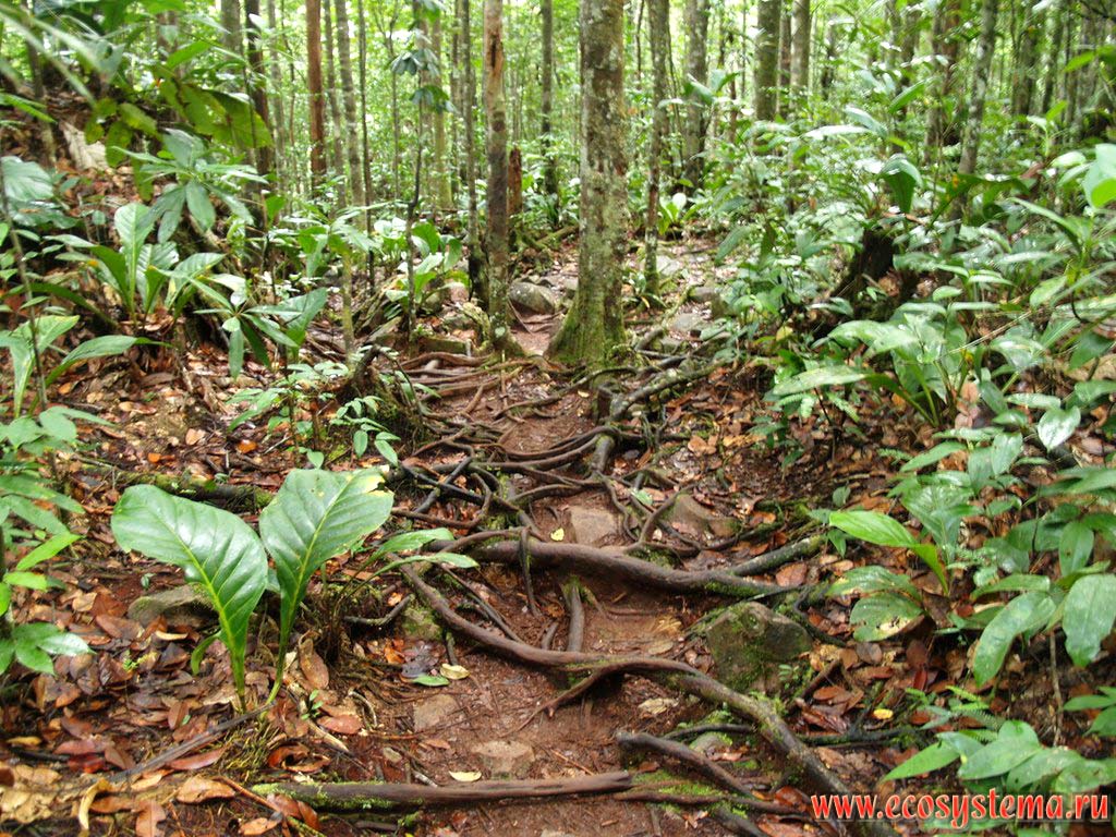 The undercrown space in the humid tropical forest. Guiana Highlands, Canaima National park, Bolivar State, Venezuela