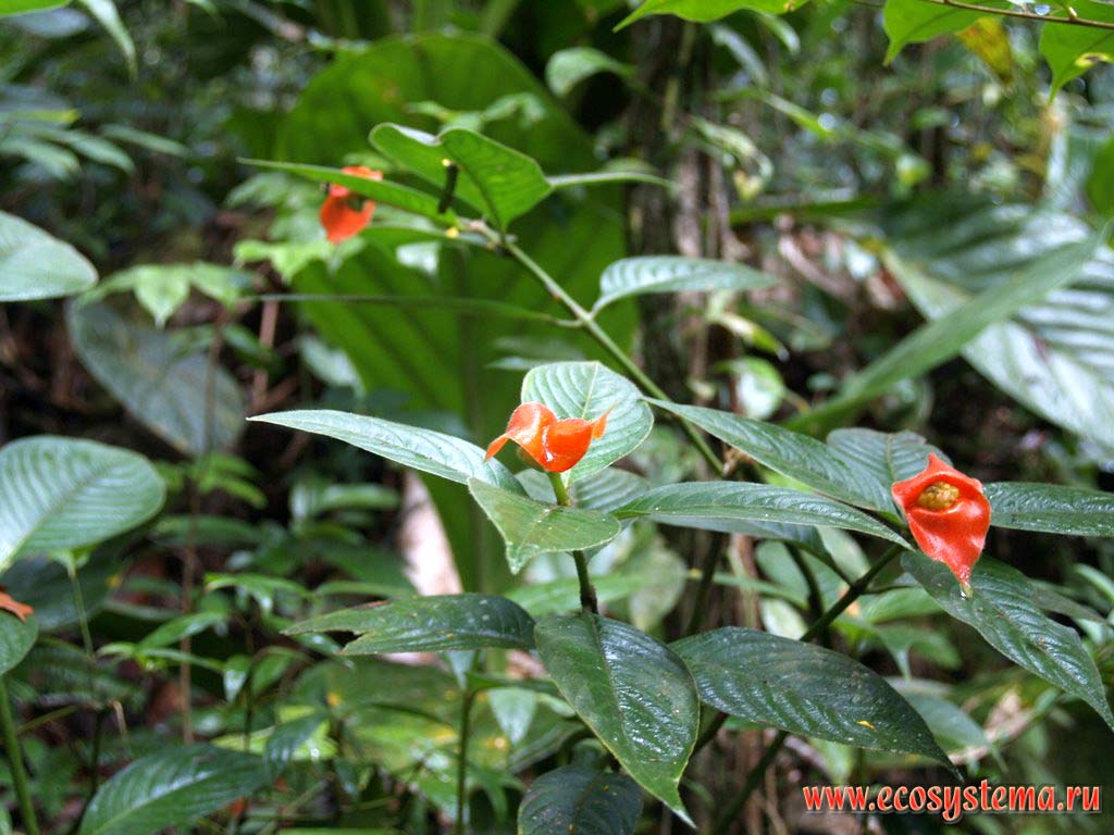 Цветущий кустарник (не определен) во влажном тропическом лесу (гилее).
Национальный парк Канайма, Гвианское нагорье, Венесуэла.