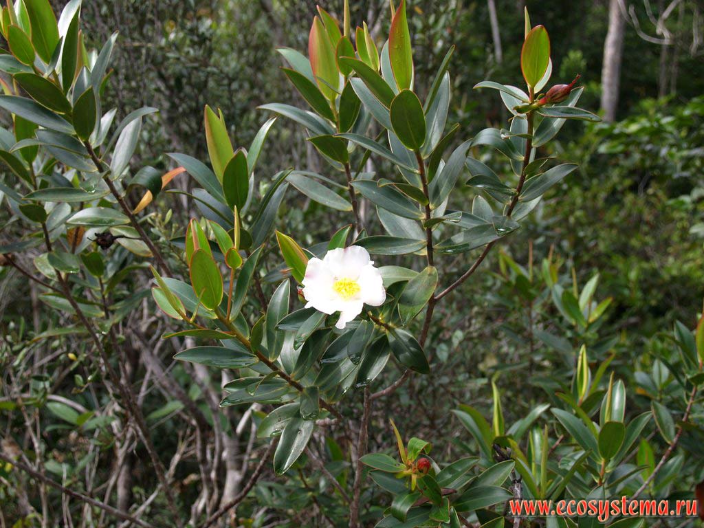 Растение семейства Вересковых (Ericaceae) во влажном тропическом лесу (гилее).
Национальный парк Канайма, Гвианское нагорье, Венесуэла