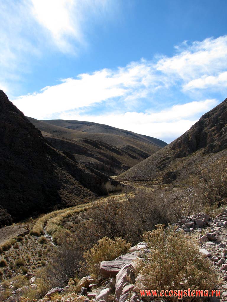 Высокогорная пустыня и полупустыня на границе Аргентины, Боливии и Чили (3500 м над уровнем моря).
Восточные склоны Андийского плоскогорья. Прекордильеры, провинция Жужуй, или Хухуй
(северо-запад Аргентины на границе с Боливией)