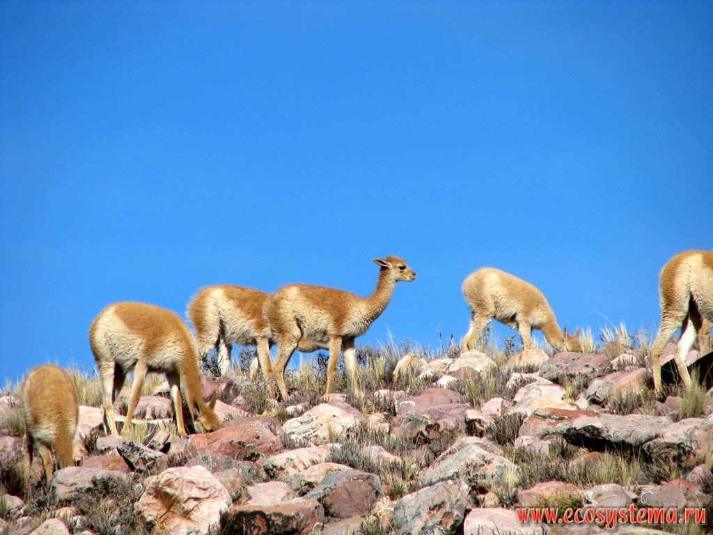 The vicuna (Vicugna vicugna) herd (flock) in the dry puna (alpine grassland). Eastern slope of the Andes Highlands. Altitude is about 3500 m above sea level.
Precordillera, Jujuy Province, Northwest Argentina not far from the Bolivia border