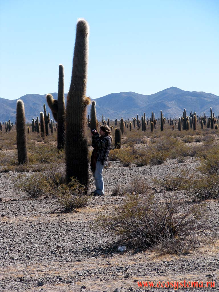 Mountain cactus desert (2500 m above sea level).
The Cardones Giant Cactus, or Candelabra cactus, or Saguaro (Sahuaro) Cactus, or Columnar Cactus (Carnegia gigantea).
Los Cardones National Park. Eastern slope of the Andes Highlands. Precordillera, Salta Province, Northwest Argentina
