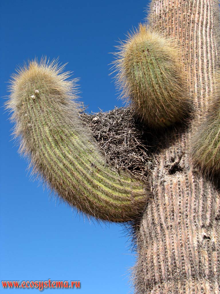 The Cardones Giant Cactus, or Candelabra cactus, or Saguaro (Sahuaro) Cactus, or Columnar Cactus (Carnegia gigantea) with the bird nest.
Los Cardones National Park. Eastern slope of the Andes Highlands. Precordillera, Salta Province, Northwest Argentina