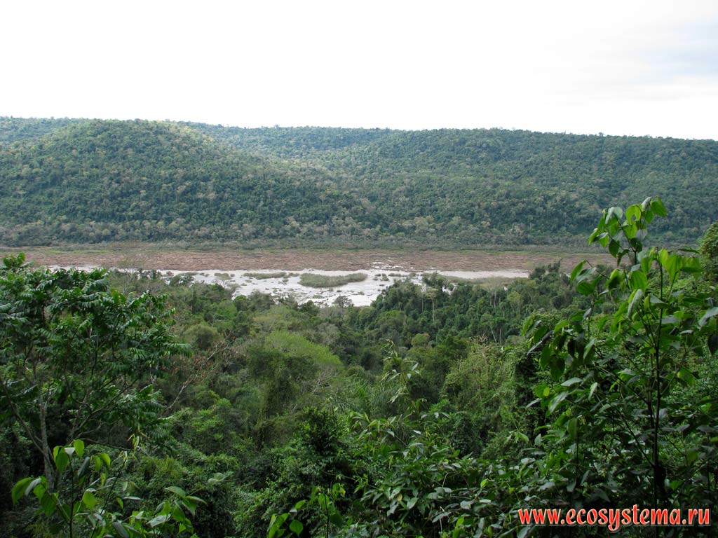 Evergreen subtropical forest in the Mocona river valley (Parana river basin).
South of Brazilian Highlands, Misiones province, Argentina (view to the Brazilian territory)