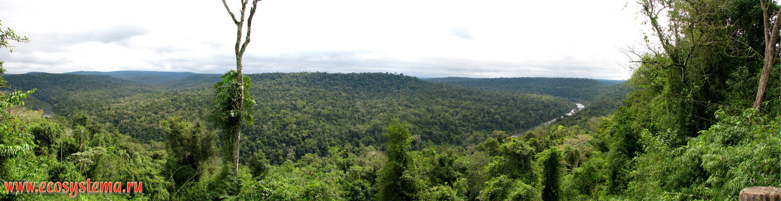 The panorama of evergreen subtropical forest in the Mocona river valley (Parana river basin).
South of Brazilian Highlands, Misiones province, Argentina