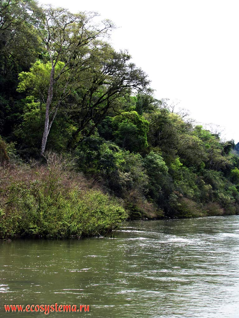 Evergreen-deciduous subtropical forest on the bank of Mocona river (Parana river basin).
Mocona Provincial Park, south of Brazilian Highlands, Misiones province, Argentina