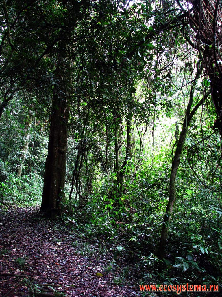 Undercrown space in the evergreen subtropical forest in the Mocona river valley (Parana river basin).
Mocona Provincial Park, south of Brazilian Highlands, Misiones province, Argentina