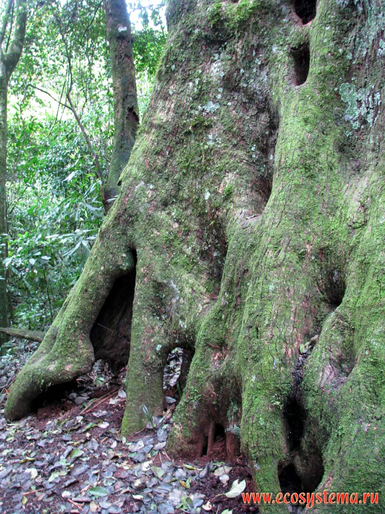 Old tree butt in the evergreen subtropical forest. Mocona river valley (Parana river basin).
Mocona Provincial Park, south of Brazilian Highlands, Misiones province, Argentina
