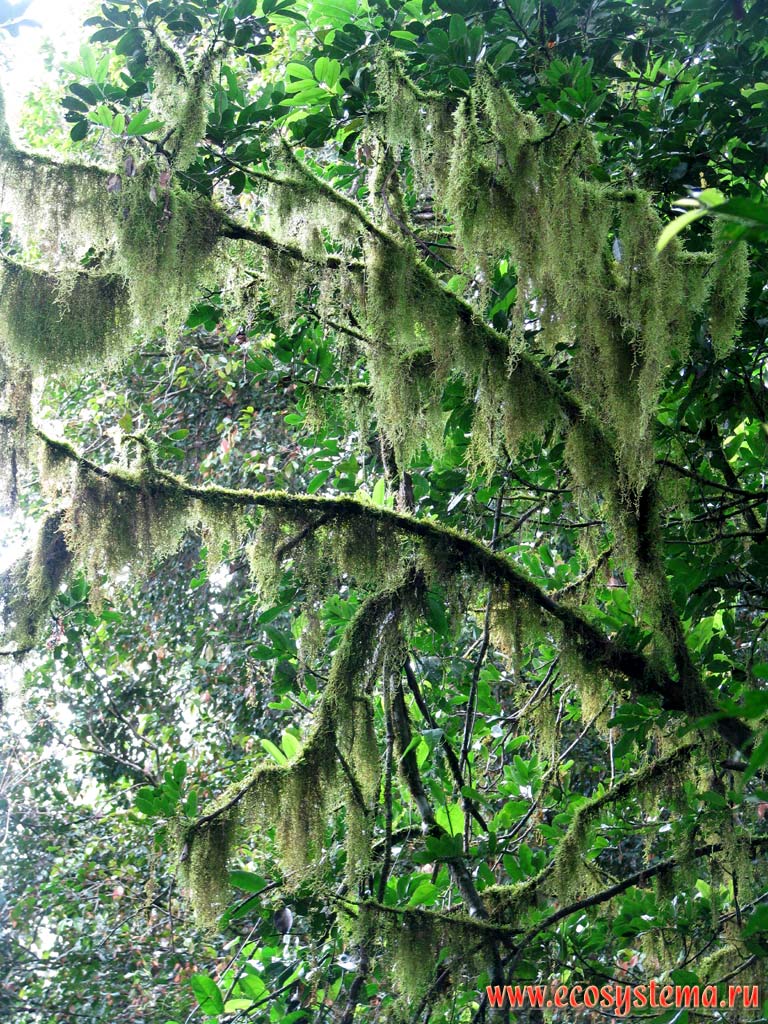 Заросли эпифитов (растений, живущих на коре деревьев) на ветвях дерева в вечнозеленом тропическом лесу (сельве).
Долина реки Мокона (приток р.Параны). Национальный парк Мокона, юг Бразильского нагорья, провинция Мисьонес, Аргентина