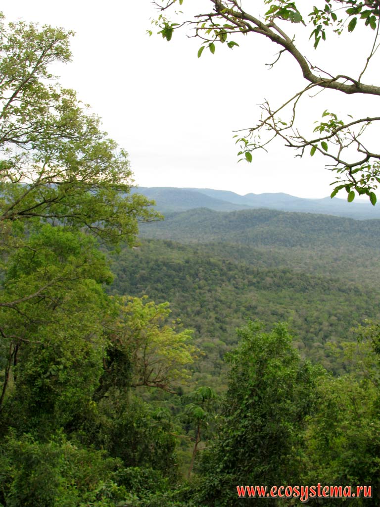 Evergreen subtropical forest in the Mocona river valley (Parana river basin).
Mocona Provincial Park, south of Brazilian Highlands, Misiones province, Argentina