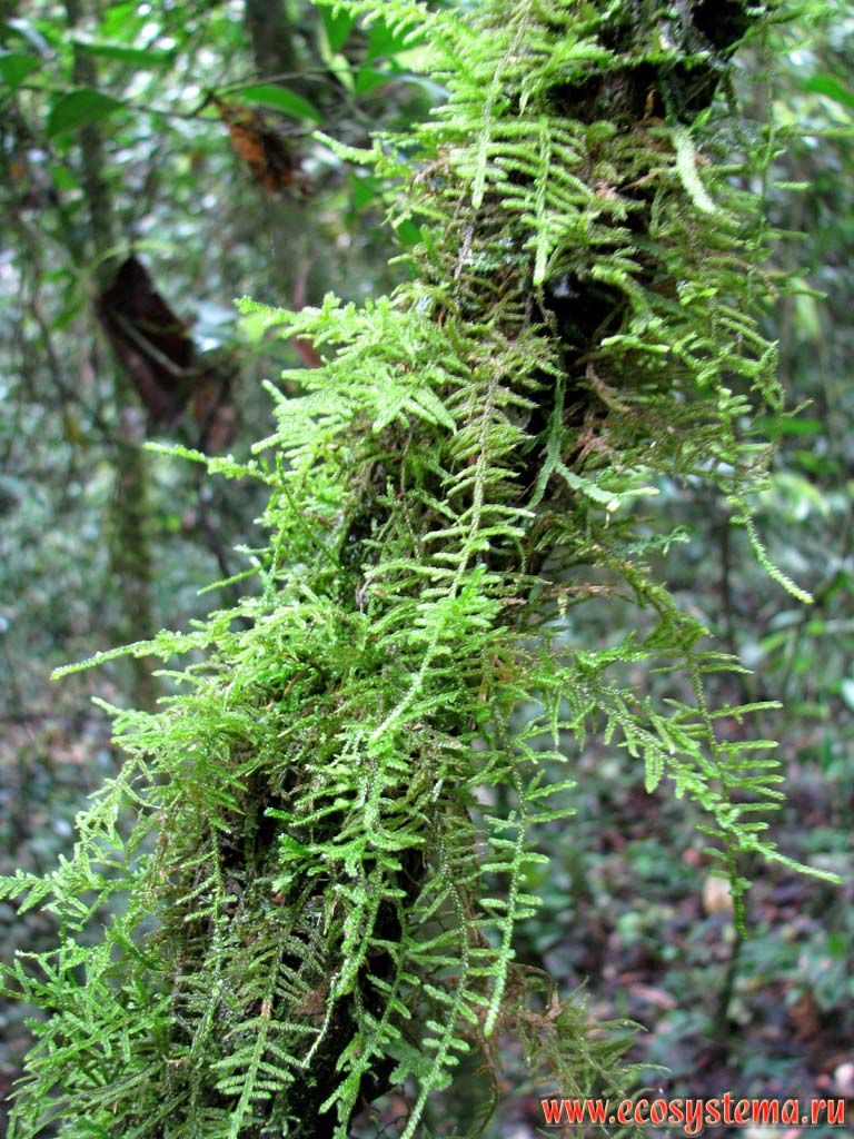 True Mosses (Bryopsida, Musci) on the tree branches in the evergreen subtropical forest. Mocona river valley (Parana river basin).
Mocona Provincial Park, south of Brazilian Highlands, Misiones province, Argentina