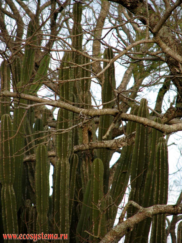 Cactus brushwood on the territory of the San Ignacio Mini Jesuit Mission. Misiones province, Argentina