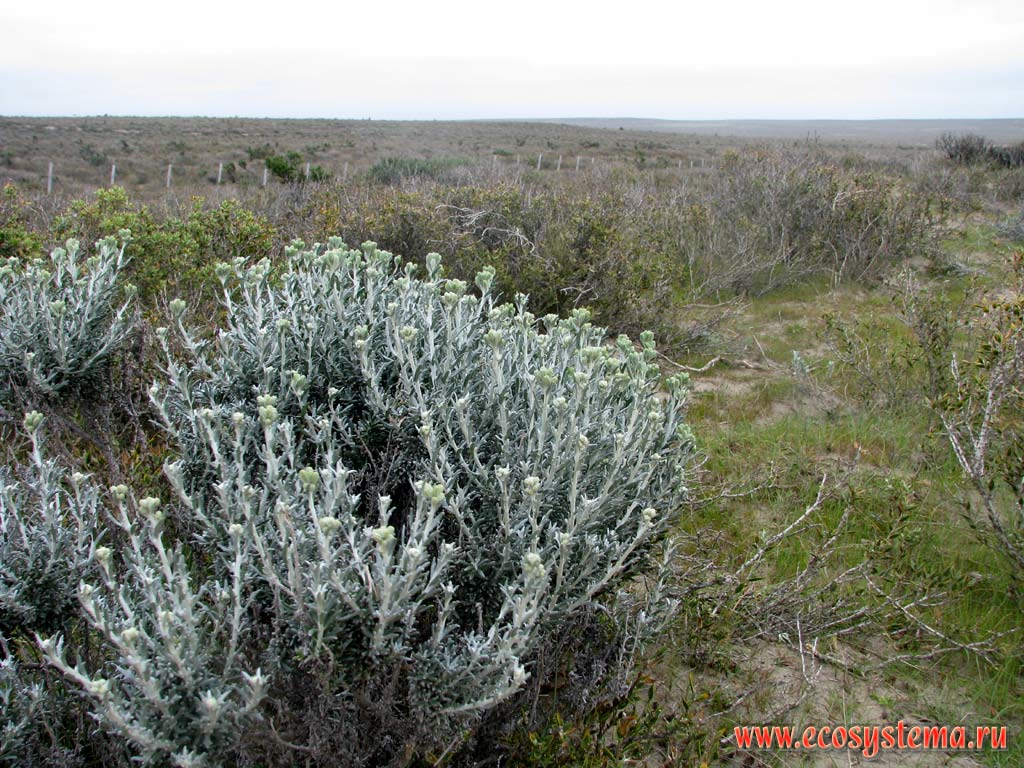 Куст полыни (Artemisia sp) (cемейство Cложноцветные - Asteraceae, или Compositae).
Сухая степь на берегу Атлантического океана. Провинция Чубут, юго-восточная Аргентина