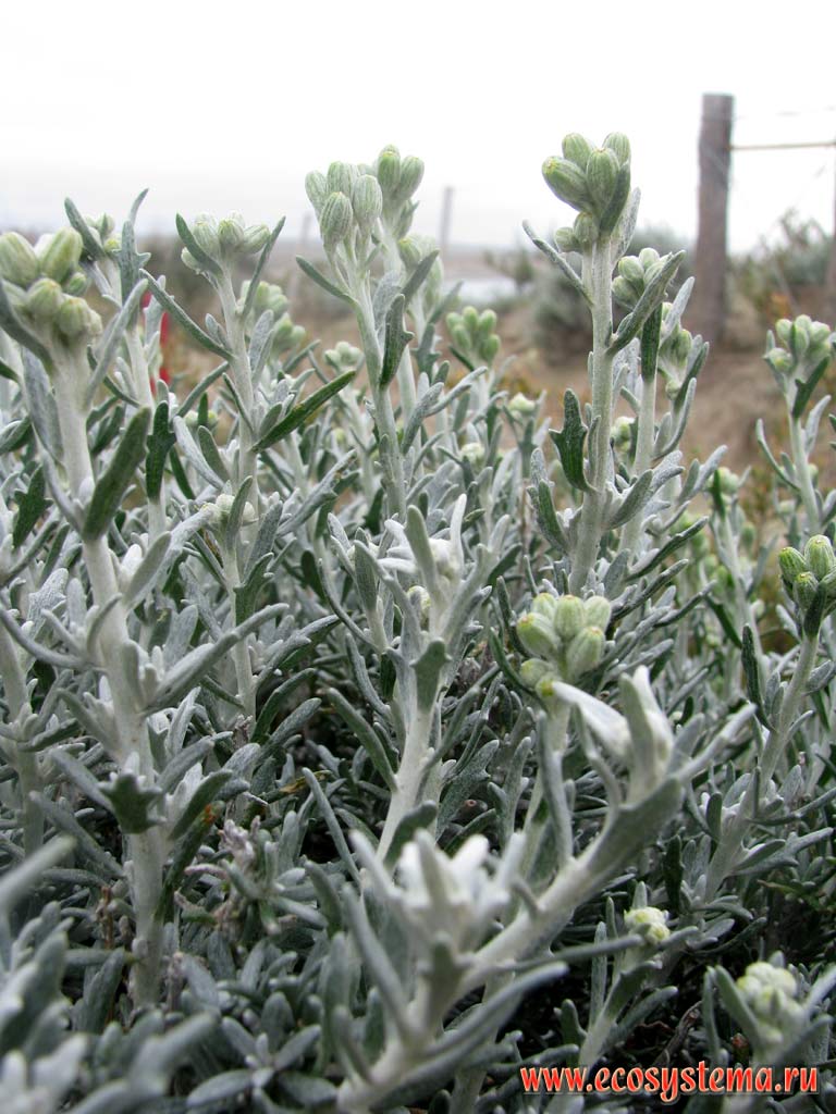 Полынь (Artemisia sp) (cемейство Cложноцветные - Asteraceae, или Compositae) с бутонами.
Сухая степь на берегу Атлантического океана. Провинция Чубут, юго-восточная Аргентина