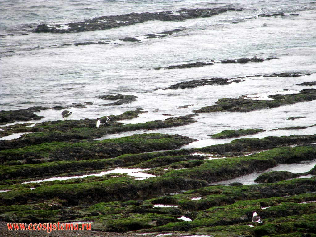 Литораль Атлантического океана в отлив и доминиканские чайки (Larus dominicanus). Провинция Чубут, юго-восточная Аргентина